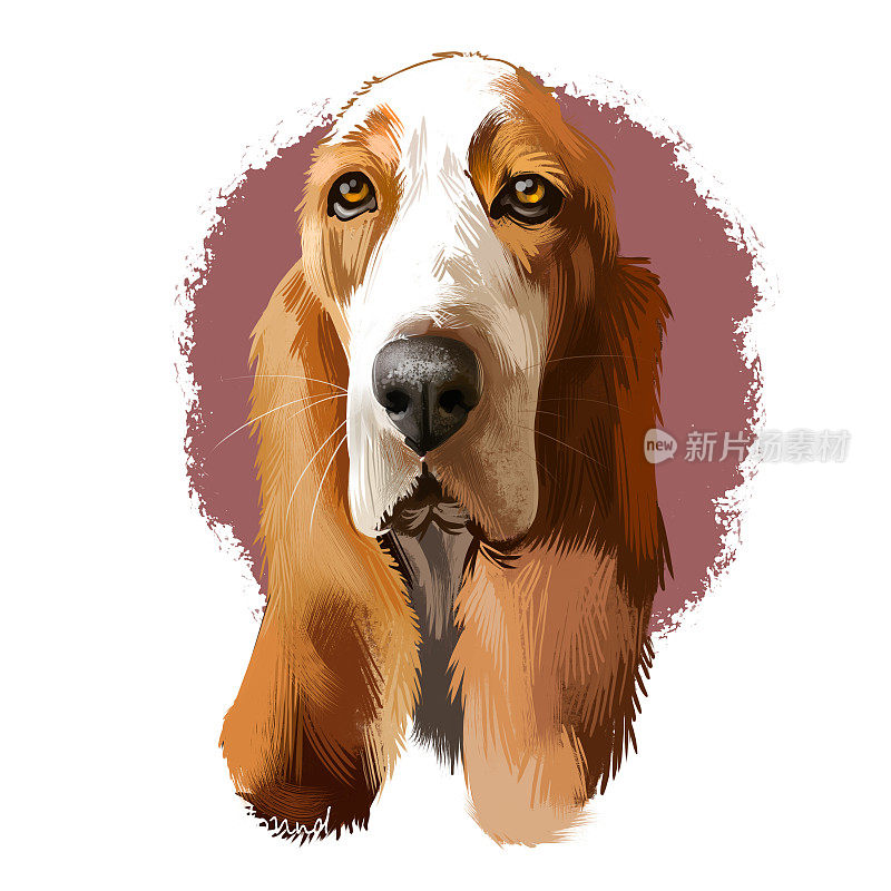 巴吉度猎犬或Hush Puppy短腿品种气味猎犬家庭狗数字艺术插图孤立在白色的背景。英国、法国血统的狗。可爱的宠物手绘肖像。图形剪贴画。